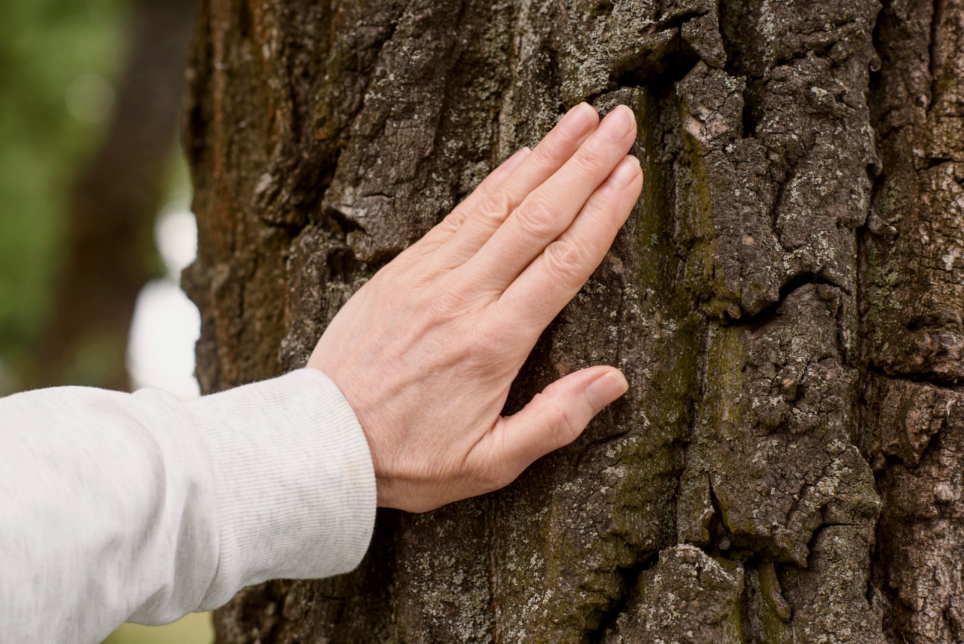 Siembra un Árbol Arequipa